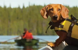 water safety